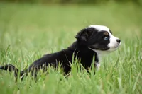 Orion, a male Toy Australian Shepherd for sale in Palm Coast, FL – 2 of 7