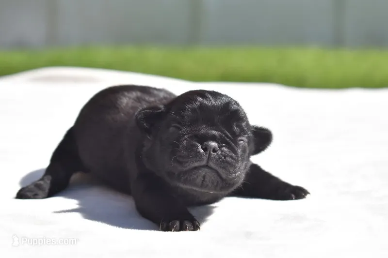 Daphne – Pug puppy for sale in Palm Coast, FL
