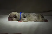 Peach Cobbler , a male Pug for sale in Palm Coast, FL – 4 of 5