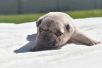 Maple Blue Eyes! , a female Pug for sale in Palm Coast, FL – 2 of 8