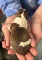 Tapioca Pudding , a female Shih Tzu for sale in Palm Coast, FL – Photo 1 of 2