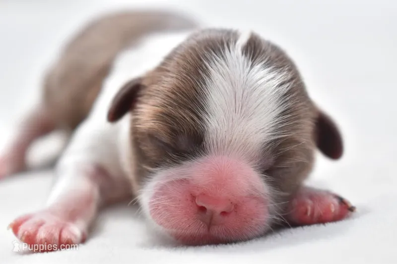 Tapioca Pudding  – Shih Tzu puppy for sale in Palm Coast, FL