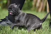 Dumplin, a male Pug for sale in Palm Coast, FL – 6 of 6