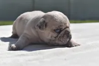 Maple Blue Eyes! , a female Pug for sale in Palm Coast, FL – 6 of 8
