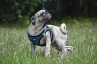 Bumble , a male Pug for sale in Palm Coast, FL – 4 of 6