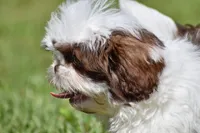 Bread Pudding , a male Shih Tzu for sale in Palm Coast, FL – 10 of 10