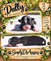 Dilly , a male Toy Australian Shepherd for sale in Palm Coast, FL – 3 of 3