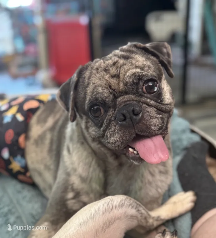 Knuckles  – Pug puppy for sale in Palm Coast, FL
