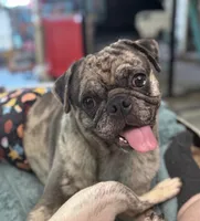 Knuckles , a male Pug for sale in Palm Coast, FL – 1 of 1