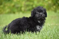 Paddy , a male Shih Tzu and Toy Australian Shepherd for sale in Palm Coast, FL – 9 of 9