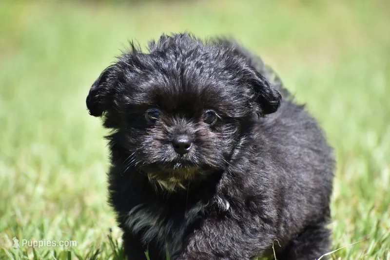Ireland  – Shih Tzu, Toy Australian Shepherd puppy for sale in Palm Coast, FL