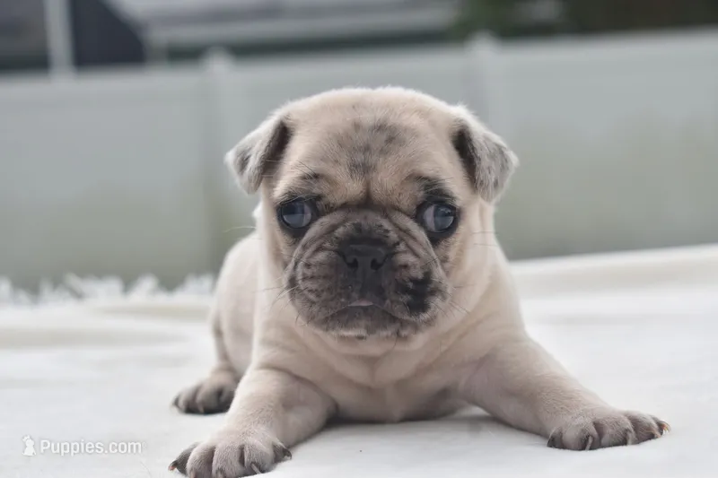 Maple Blue Eyes!  – Pug puppy for sale in Palm Coast, FL