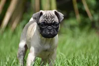 Toffee Crunch, a male Pug for sale in Palm Coast, FL – 4 of 9