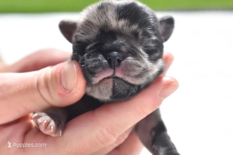 Acorn – Pug puppy for sale in Palm Coast, FL