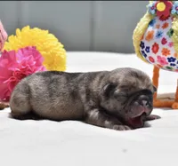 Bumble , a male Pug for sale in Palm Coast, FL – 4 of 6