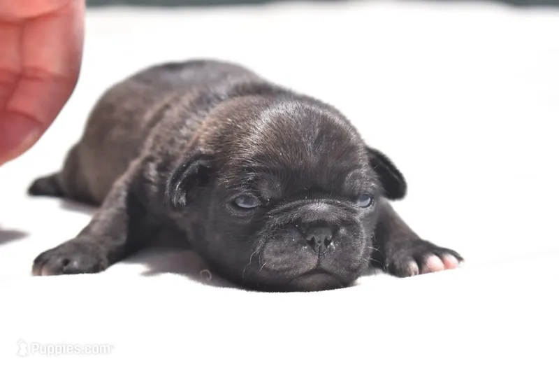 Hive – Pug puppy for sale in Palm Coast, FL