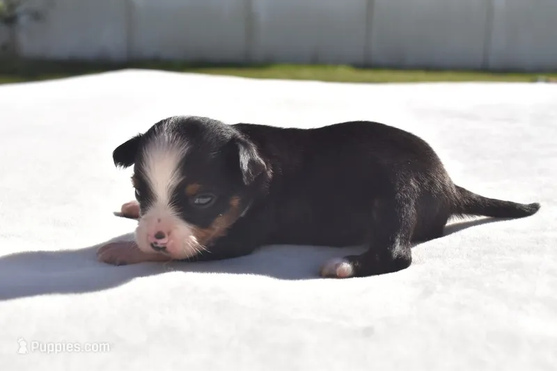 Hocus  – Miniature Australian Shepherd puppy for sale in Palm Coast, FL
