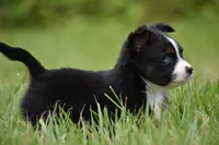 Atlas, a male Toy Australian Shepherd for sale in Palm Coast, FL – 7 of 8