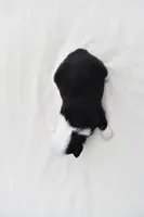 Rapunzel , a female Miniature Australian Shepherd for sale in Palm Coast, FL – Photo 4 of 6