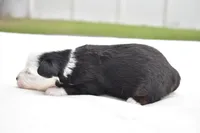 Rapunzel , a female Miniature Australian Shepherd for sale in Palm Coast, FL – Photo 2 of 6