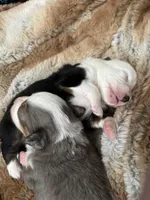 Rapunzel , a female Miniature Australian Shepherd for sale in Palm Coast, FL – Photo 6 of 6