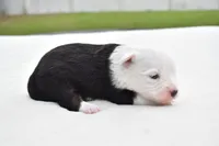 Rapunzel , a female Miniature Australian Shepherd for sale in Palm Coast, FL – Photo 3 of 6