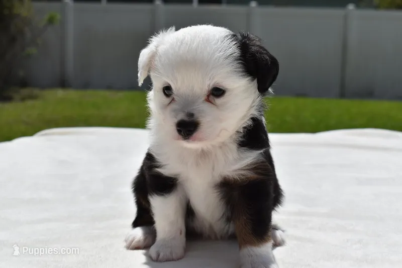 Rapunzel  – Miniature Australian Shepherd puppy for sale in Palm Coast, FL