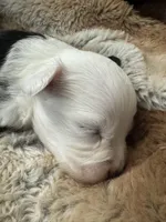 Rapunzel , a female Miniature Australian Shepherd for sale in Palm Coast, FL – Photo 5 of 6