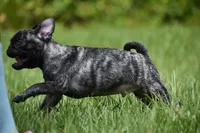 Butterbean, a male Pug for sale in Palm Coast, FL – 9 of 9