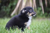 Peanut Butter , a male Toy Australian Shepherd for sale in Palm Coast, FL – 5 of 7