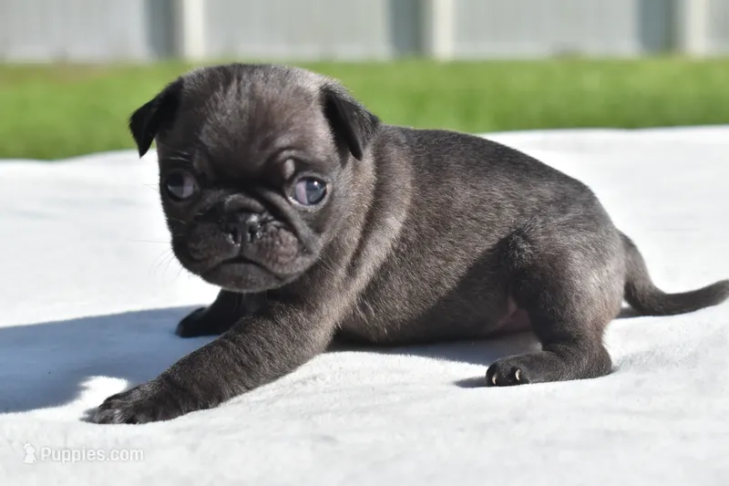 Dumplin – Pug puppy for sale in Palm Coast, FL