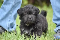 Paddy , a male Shih Tzu and Toy Australian Shepherd for sale in Palm Coast, FL – 7 of 9