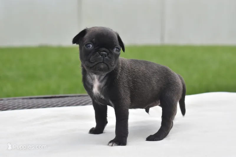 Hive – Pug puppy for sale in Palm Coast, FL