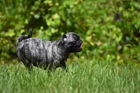 Butterbean, a male Pug for sale in Palm Coast, FL – 4 of 9