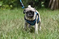 Bumble , a male Pug for sale in Palm Coast, FL – 3 of 6