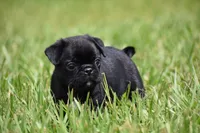 Scooby , a male Pug for sale in Palm Coast, FL – 5 of 5