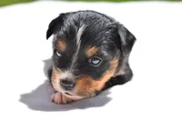 Sir Onyx, a male Toy Australian Shepherd for sale in Palm Coast, FL – Photo 4 of 5