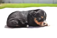 Sir Onyx, a male Toy Australian Shepherd for sale in Palm Coast, FL – Photo 5 of 5