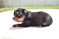 Sir Onyx, a male Toy Australian Shepherd for sale in Palm Coast, FL – Photo 2 of 5