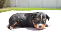 Sir Onyx, a male Toy Australian Shepherd for sale in Palm Coast, FL – Photo 1 of 5