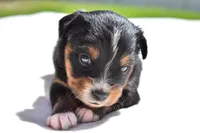 Sir Onyx, a male Toy Australian Shepherd for sale in Palm Coast, FL – Photo 3 of 5