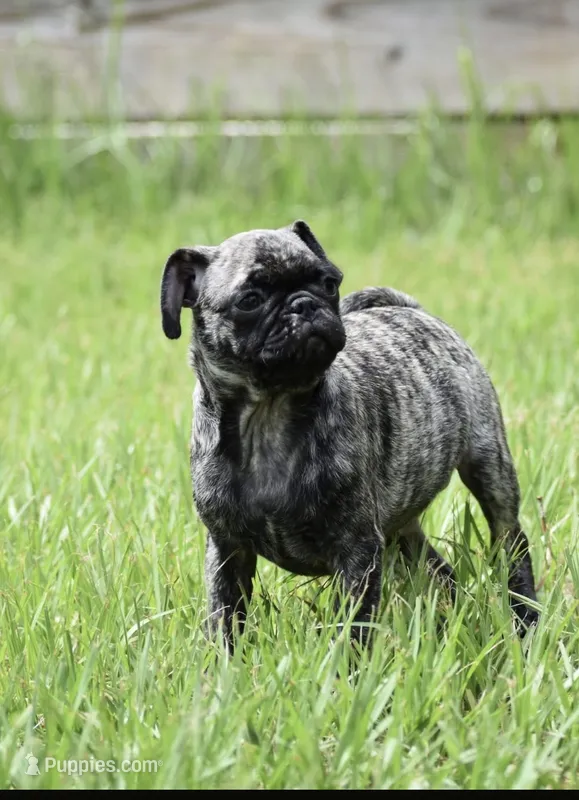 Caramel Drizzle  – Pug puppy for sale in Palm Coast, FL