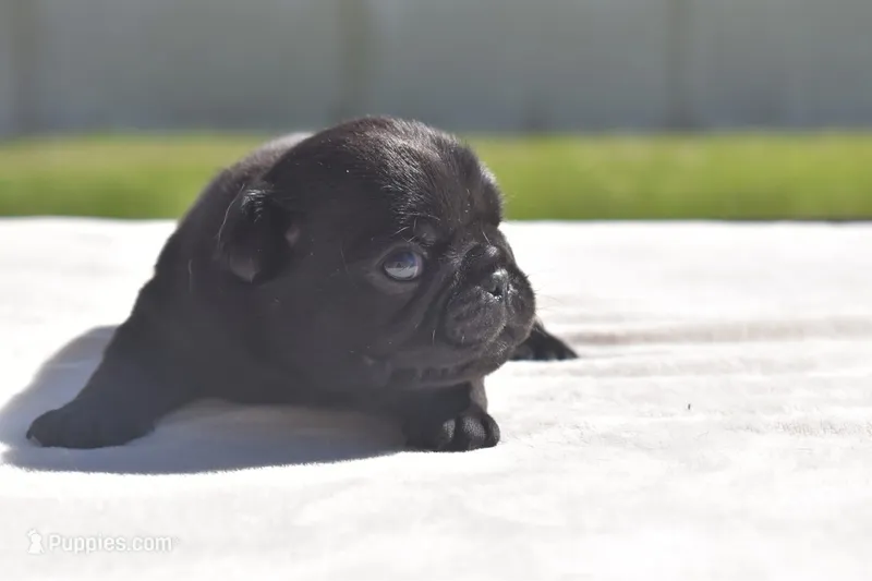 Pumpkin – Pug puppy for sale in Palm Coast, FL