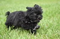 Paddy , a male Shih Tzu and Toy Australian Shepherd for sale in Palm Coast, FL – 4 of 9