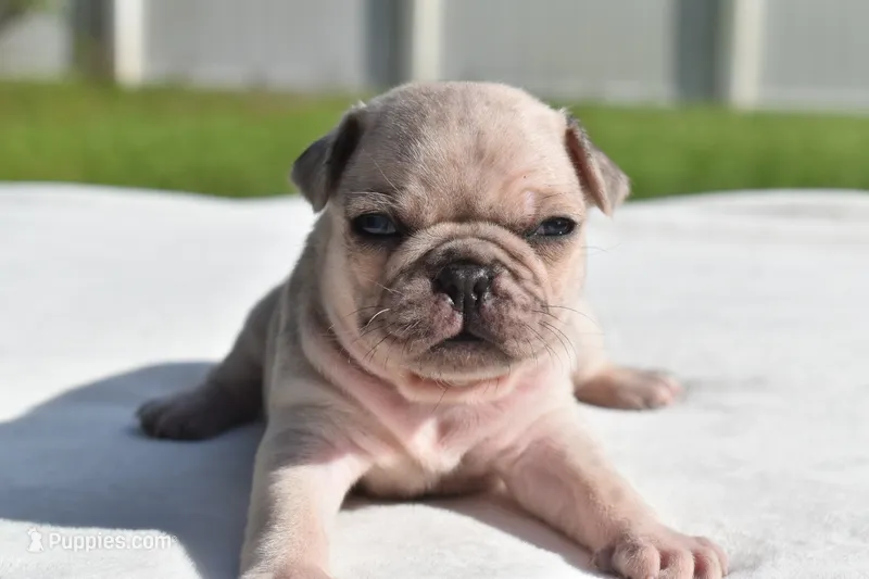 Peach Cobbler  – Pug puppy for sale in Palm Coast, FL