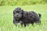 Paddy , a male Shih Tzu and Toy Australian Shepherd for sale in Palm Coast, FL – 5 of 9