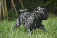 Butterbean, a male Pug for sale in Palm Coast, FL – 6 of 8