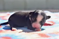 Hocus , a male Toy Australian Shepherd for sale in Palm Coast, FL – 2 of 6