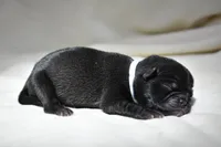 Bourbon Biscuit, a male Pug for sale in Palm Coast, FL – 2 of 4