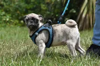 Bumble , a male Pug for sale in Palm Coast, FL – 5 of 6